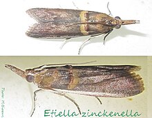 Pyralidae-Etiella zinckenella-15.jpg