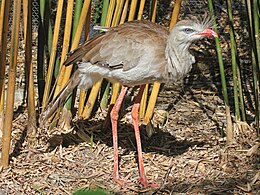 Kuoduotoji kariama (Cariama cristata)