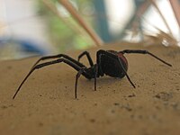 redback paradox