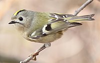 Maschio della sottospecie japonensis.