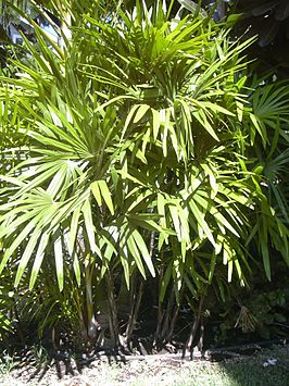 Rhapis excelsa