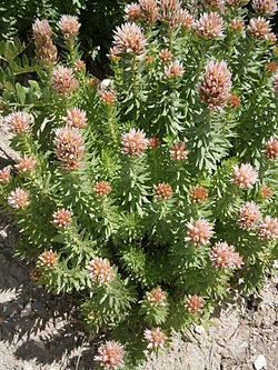 Lännenruusujuuri (Rhodiola rhodantha)