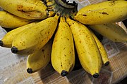 呂宋蕉（英語：Latundan banana） Latundan banana