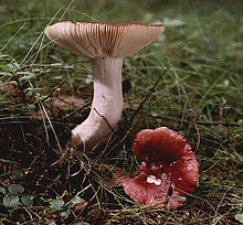 Russula emetica.jpg