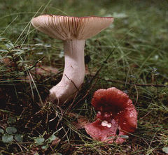 毒红菇（Russula emetica）