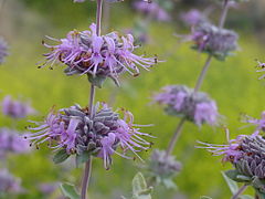 Description de l'image Salvia leucophylla.JPG.