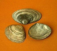 Three valves of the peppery furrow shell, Scrobicularia plana