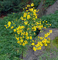 Miniatura para Senecio erucifolius