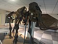 Скелет мамута из Јакутског музеја