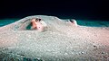 A southern stingray in resting under a layer of sand in Costa Rica.