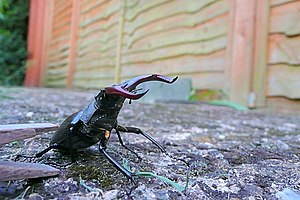 Stag beetle (Lucanus servus) - geograph.org.uk...