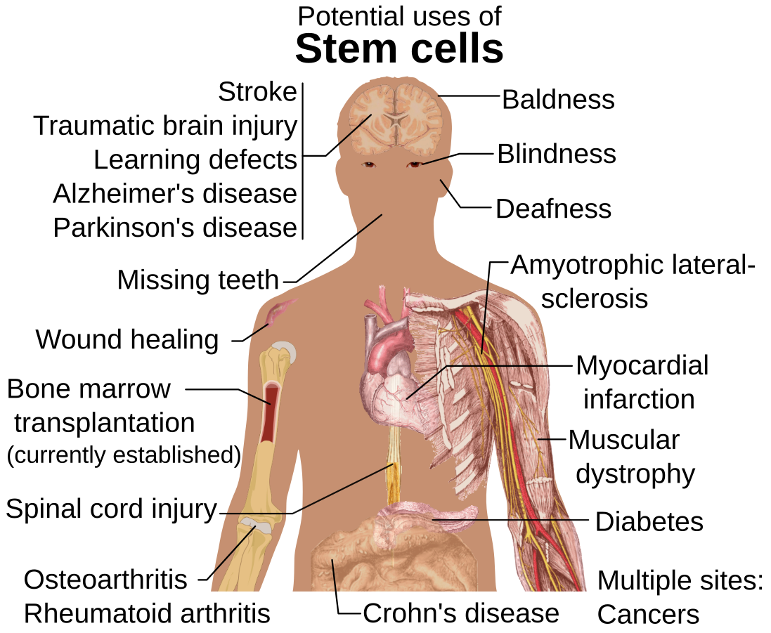 Stem Cell Research