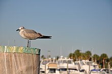 The Second Bird in Miami, Fl.JPG