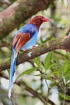 Thimindu 2010 02 20 Sinharaja Sri Lanka Blue Magpie 1.jpg