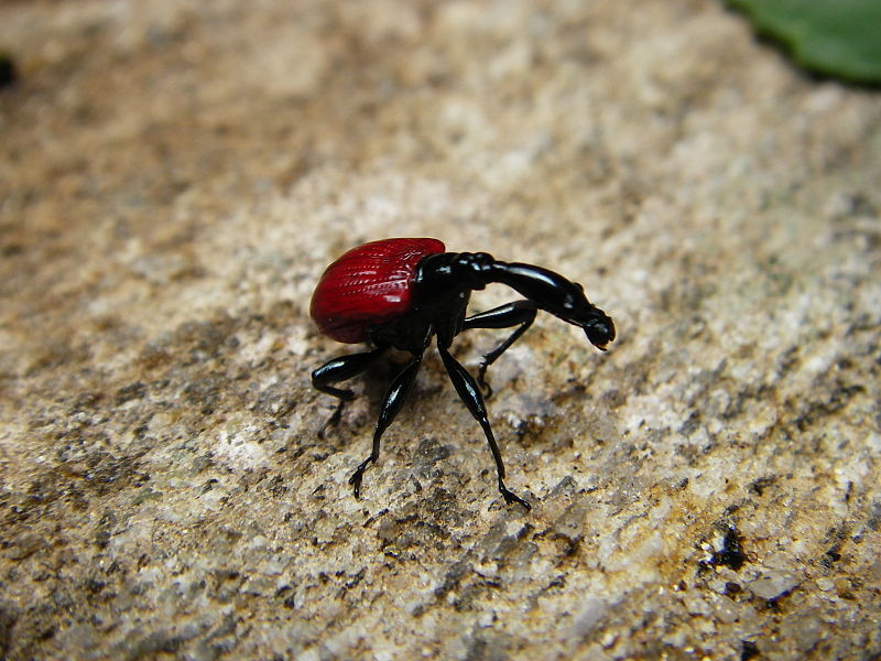 Fichier:Trachelophorus giraffa female 01.JPG