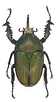 Mecynorhina ugandensis var. olivacea Tesař