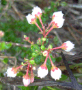 Miniatura para Vaccinium myrsinites