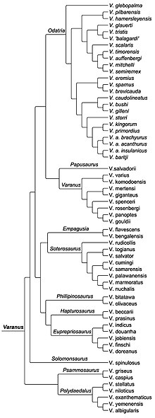 Varanus филогения Brennan 2020.jpg