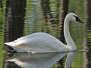 Der Pfeifschwan lebt in Nordamerika. Er hat einen schwarzen Schnabel mit einem gelben Fleck am Auge und ist etwas kleiner als der Trompeterschwan.