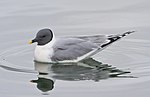 Miniatura para Larus sabini