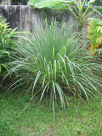 Cymbopogon