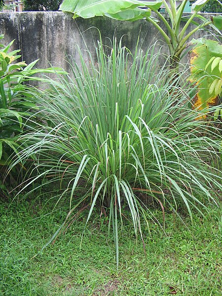 File:YosriNov04Pokok Serai.JPG