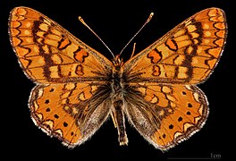 Euphydryas desfontainii beatica ♂