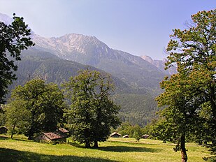 Trees, Graubünden, Switzerland