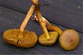 Cortinarius croceus