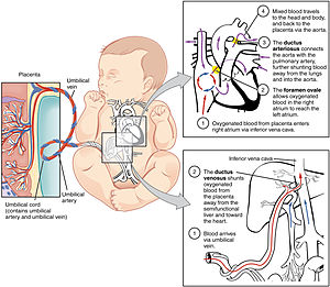2916 Fetal Circulatory System-02.jpg
