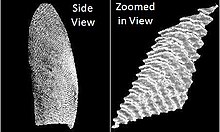 3D fingerprint 3DFingerprint.jpg