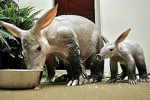 Aardvark and juvenile.