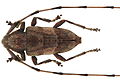 Acanthocinus aedilis