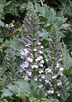 Acanthus mollis spike pair Erice.jpg