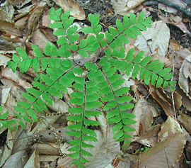 Adiantum pedatum