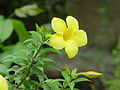 Fleurs d’Allamanda cathartica