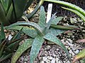 Aloe sinkatana