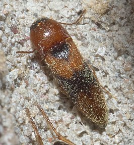 Ampedus areolatus