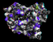 Anaglyph image of a protein DHFR.png