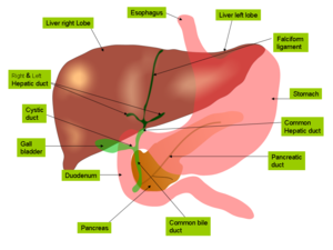Anatomy of the biliary tree, liver and gall bl...