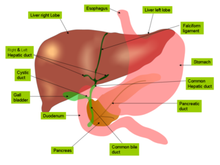 Liver and gall bladder