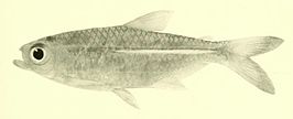 Hemigrammus marginatus