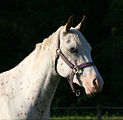 Dieser Wallach ist ein Appaloosa und ein Tigerschecke, also kein Fliegenschimmel. Die braunen Punkte sind von einem Ring mit schwarzer Haut umgeben, sonst ist die Haut unter dem Fell aber rosa.