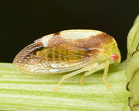 Atymna