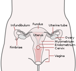 Основна женска репродуктивна система (английски) .svg