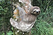 Brown sloth