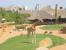 Bioparc - Jirafa de fondo Valencia.JPG