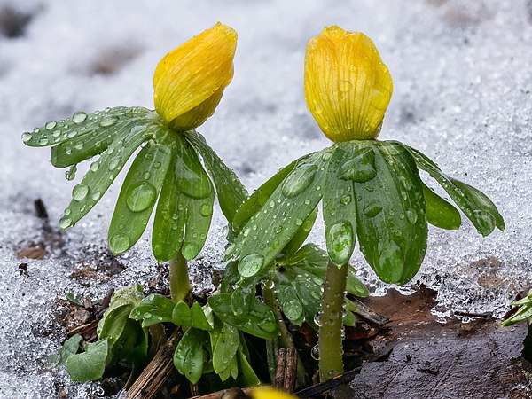 圖為於融雪之下的冬菟葵花蕾。