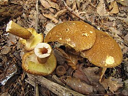 Lehise-õõspuravik Suillus cavipes