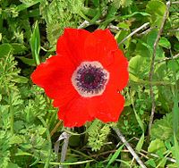 Imatge retallada d'Anemone coronaria, relació d'aspecte 1,065, en què la flor omple la major part del marc